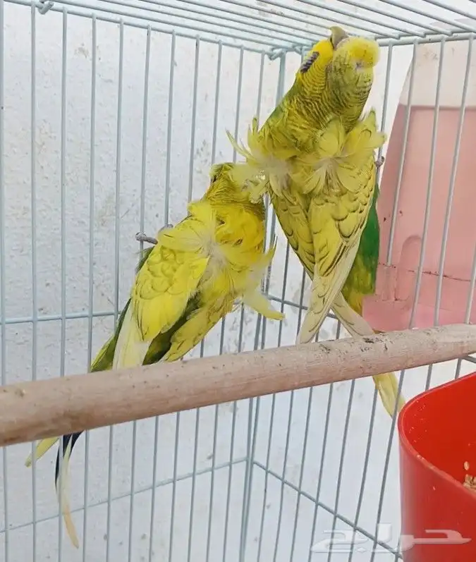 جوز هوقو منتج 35