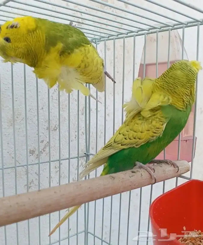 جوز هوقو منتج 33