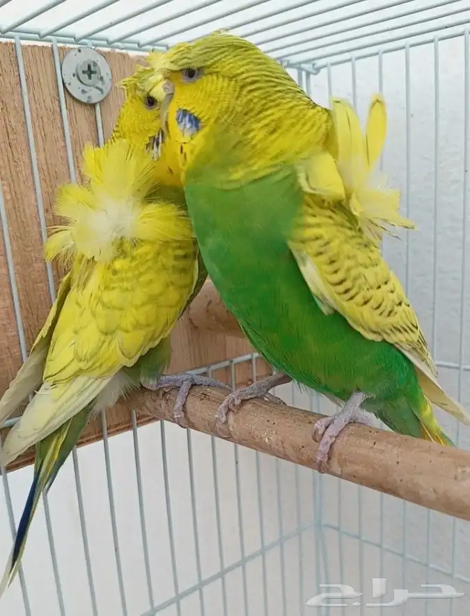 جوز هوقو منتج 6