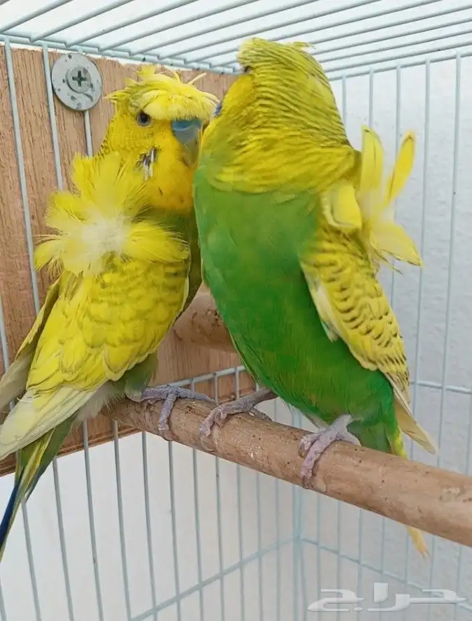 جوز هوقو منتج 9