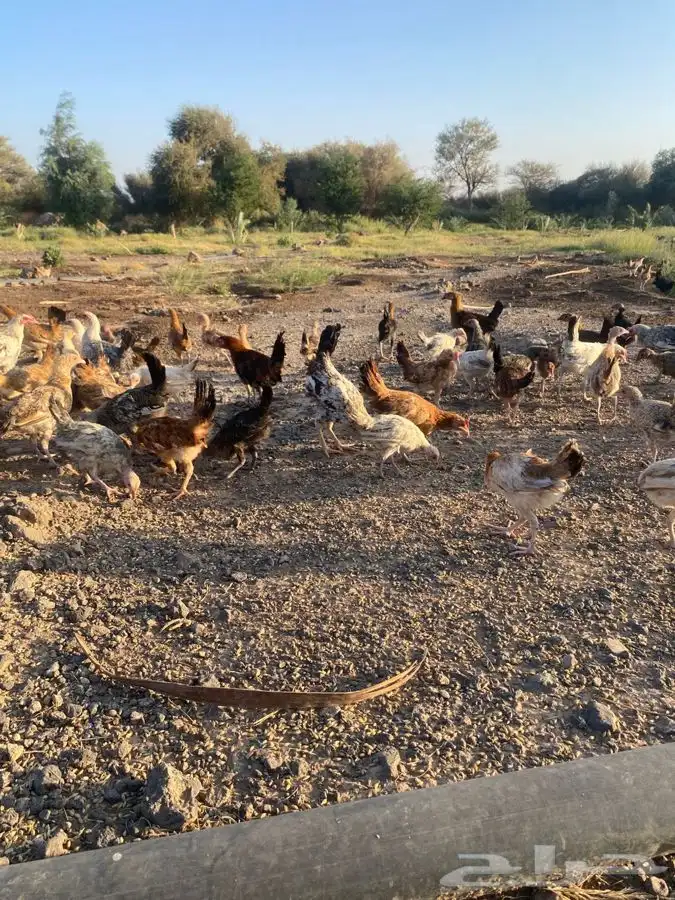 دجاج بلدي 3