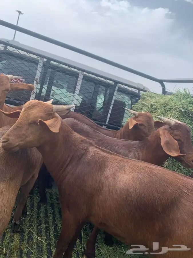 مزرعة مرابي عسير للذبايح 32