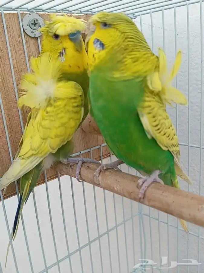 جوز هوقو منتج 11