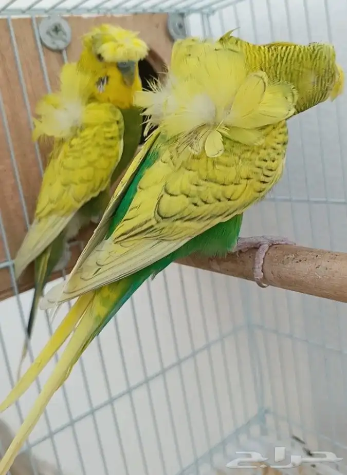 جوز هوقو منتج 2