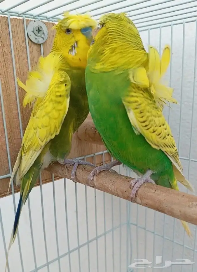 جوز هوقو منتج 10