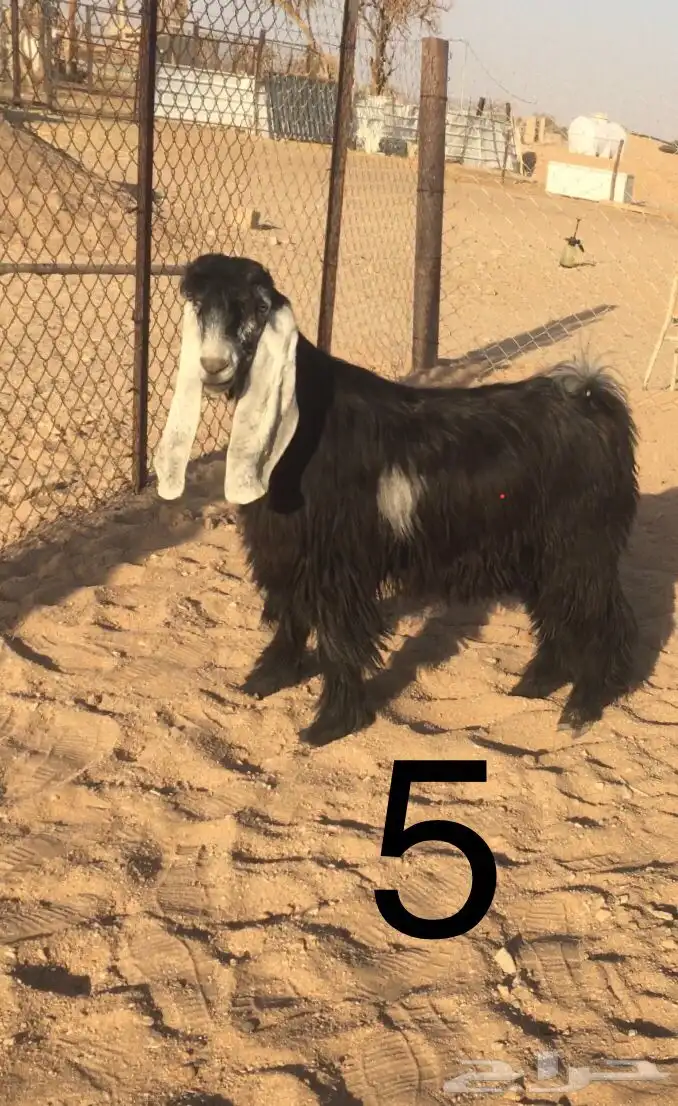 فحول عوارض اجم وبقرون 9