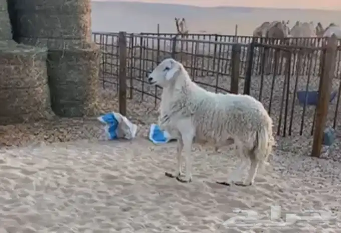 خروف حري قريع شرط سنه ثني 0