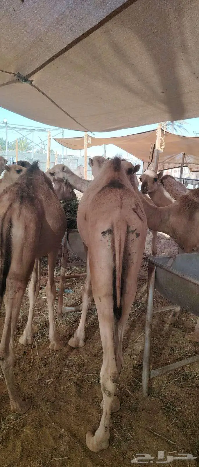 فرصة لا تفوت للتجار قعدان نظيفة علي الشرط 0