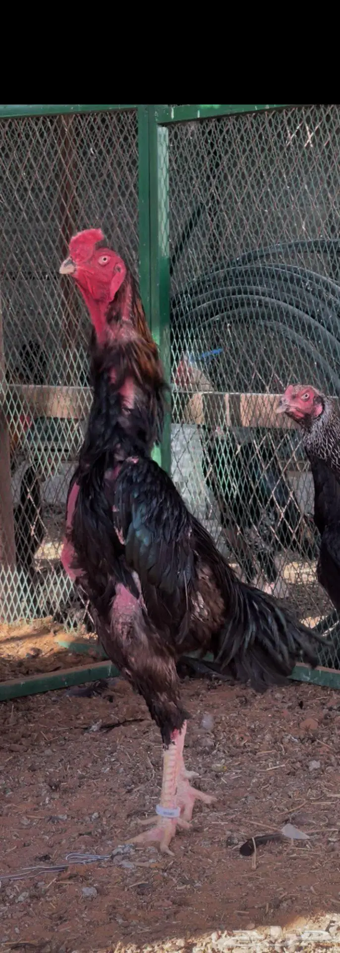 ديك ودجاجة شامو ألماني فاخر 0