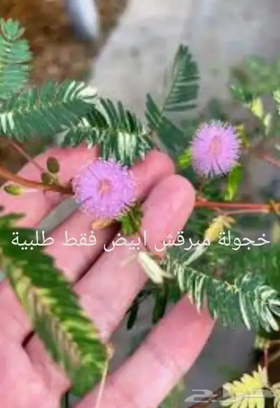 شتلات خجولة mimosa pudica او sensitive plant index