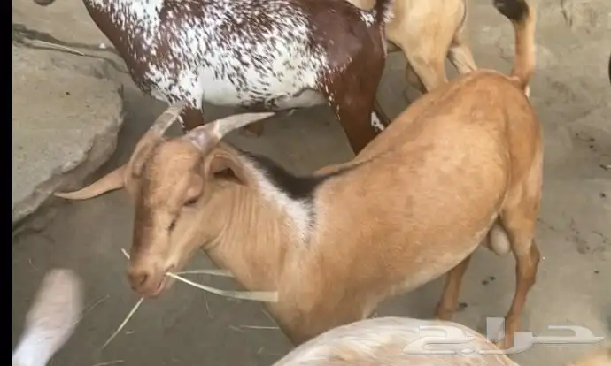 تيس للبيع 1