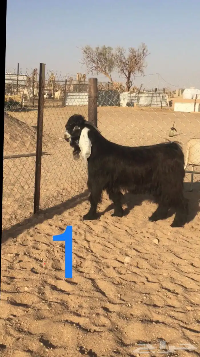 فحول عوارض اجم وبقرون 1