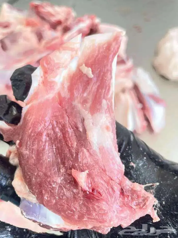 ذبائح نعيم حري ساكني ذبايح تابي تمارا 5