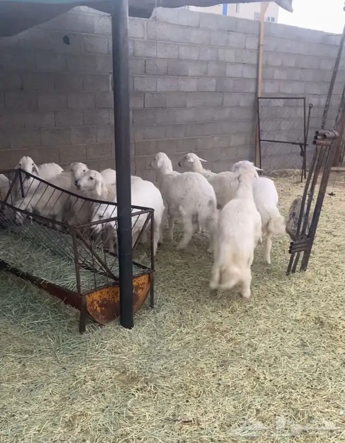 خرفان بلديات كفوا و 0