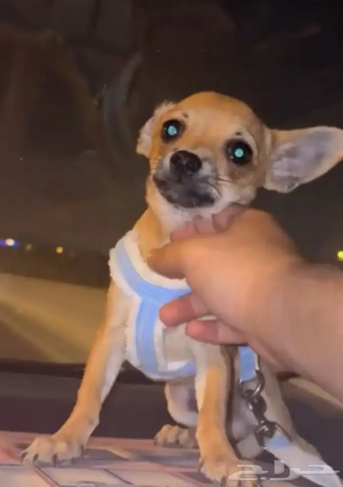 شيواوا بيور 1