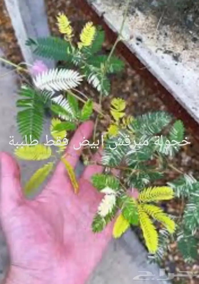شتلات خجولة mimosa pudica او sensitive plant 11