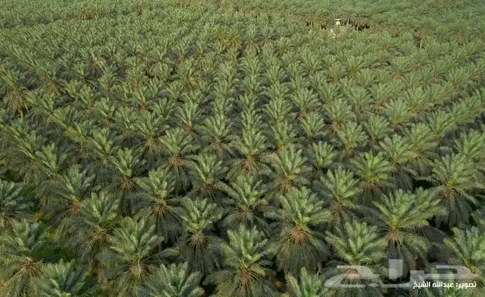 نخل للبع 6