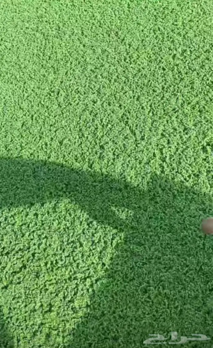 ازولال ماشالله 0