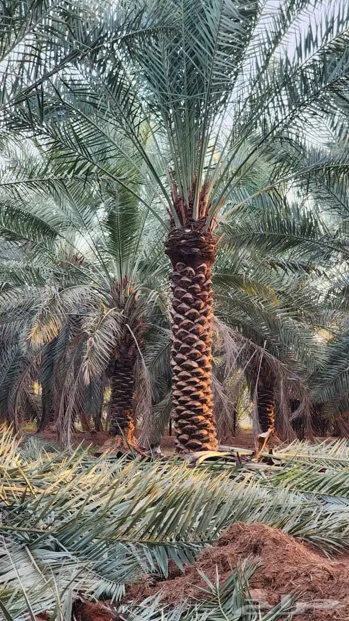 زراعة النخيل صيانة النخيل 4