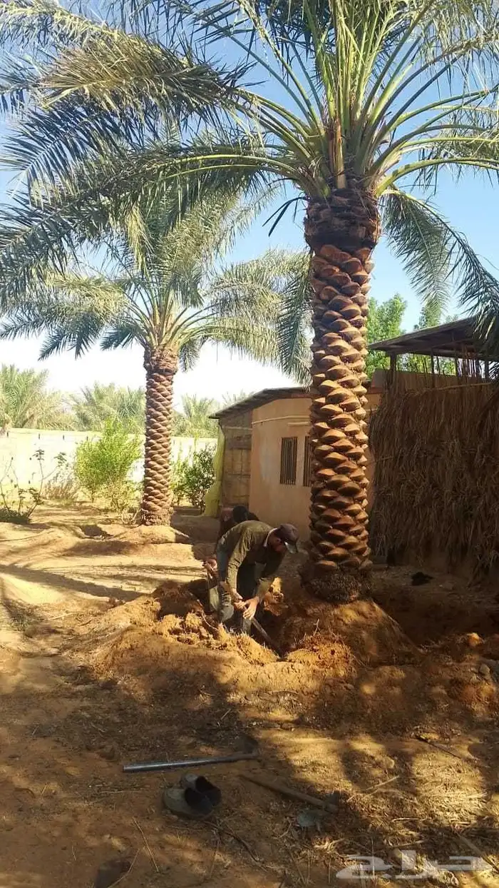 نخل زينه واشنطني وعربي 2