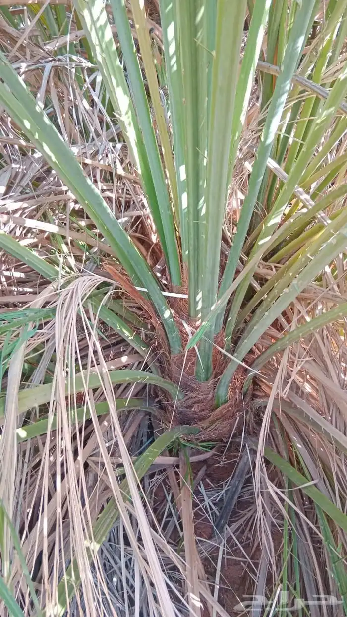 نخل للبيع برحي وسكري خلاص روثانه عجوه خنيزي تصديرالقصيم قطر 5