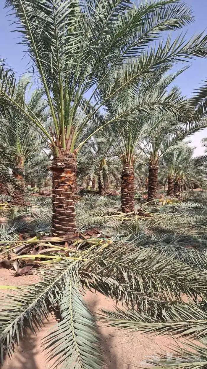 زراعة النخيل صيانة النخيل 3