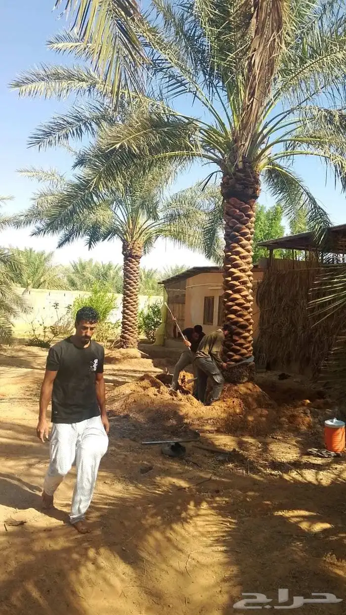 نخل زينه واشنطني وعربي 1