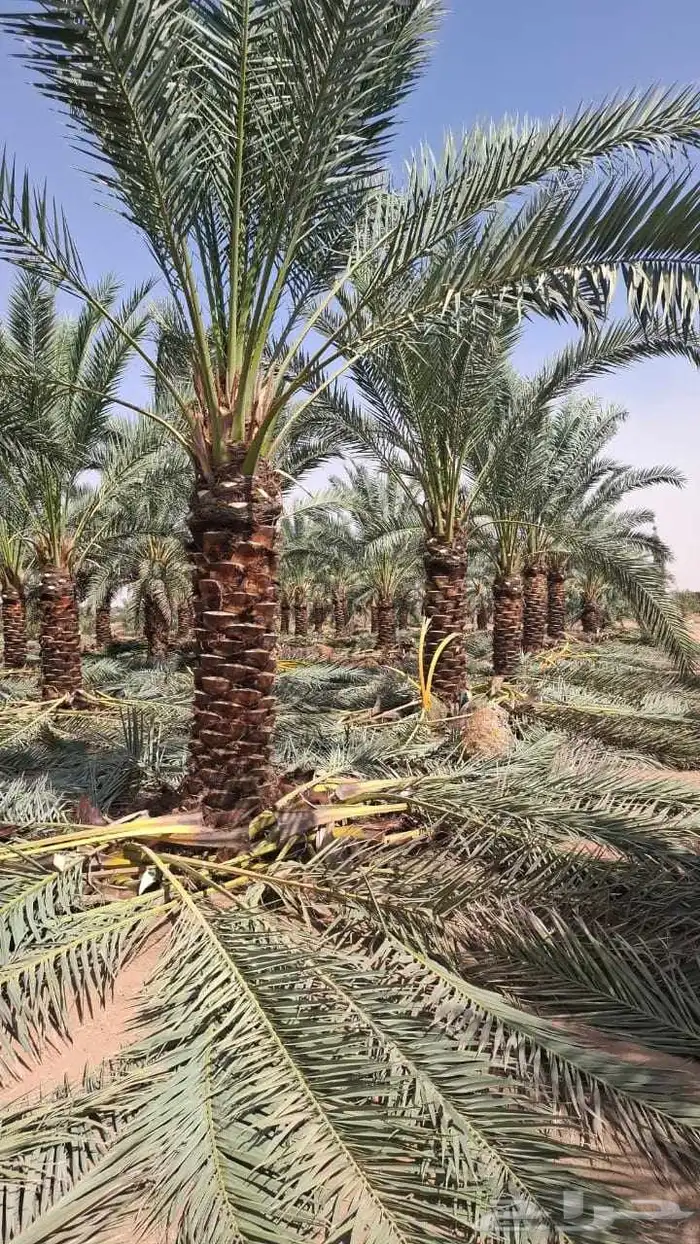 زراعة النخيل صيانة النخيل 1