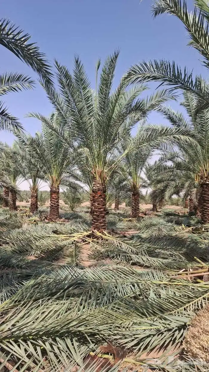 زراعة النخيل صيانة النخيل 2