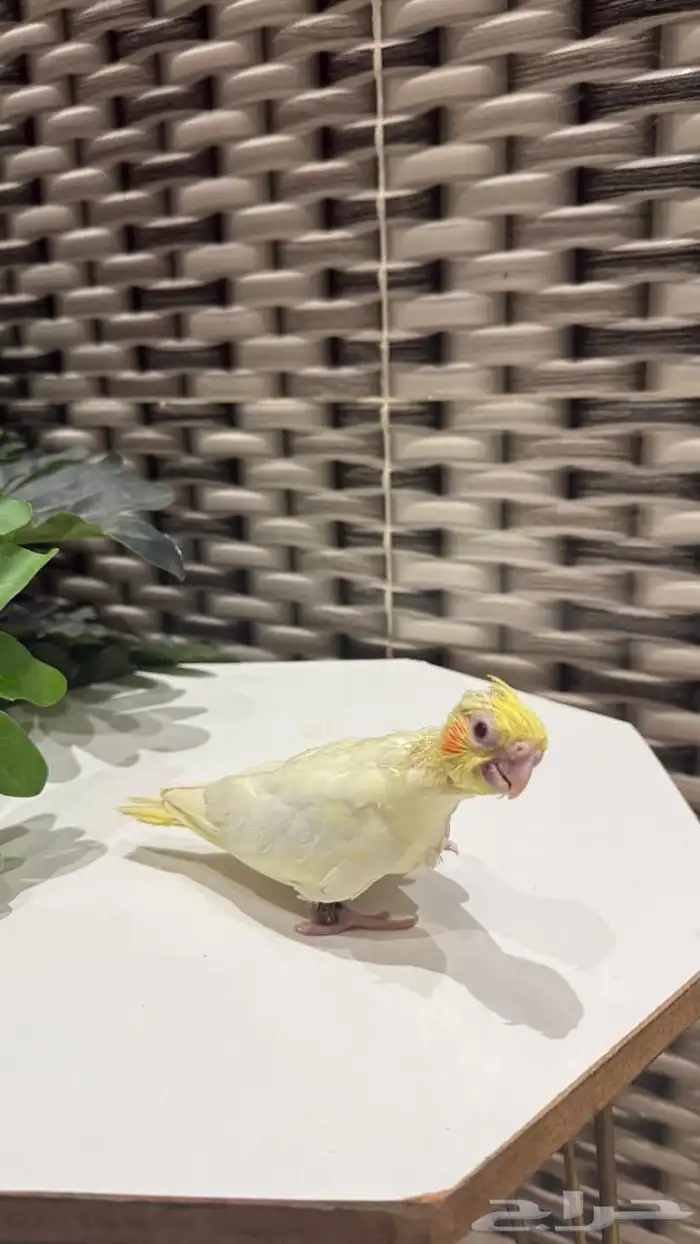 فرخ كروان لاتينو 3