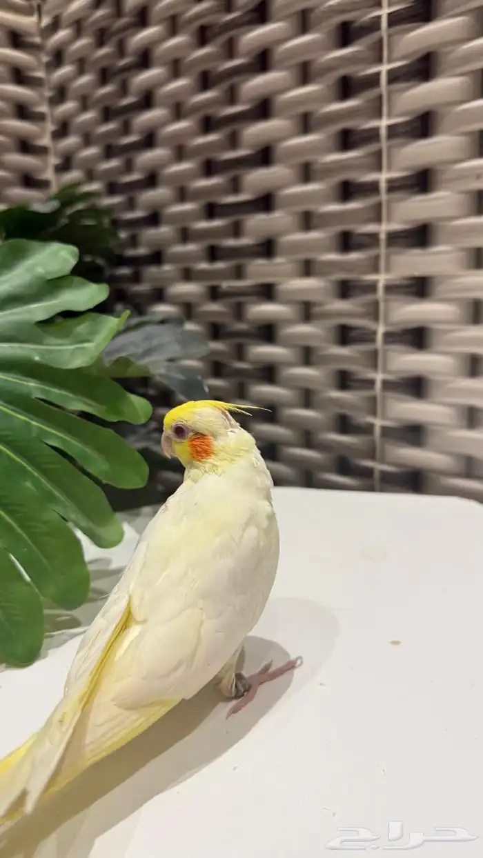 فرخ كروان لاتينو 0