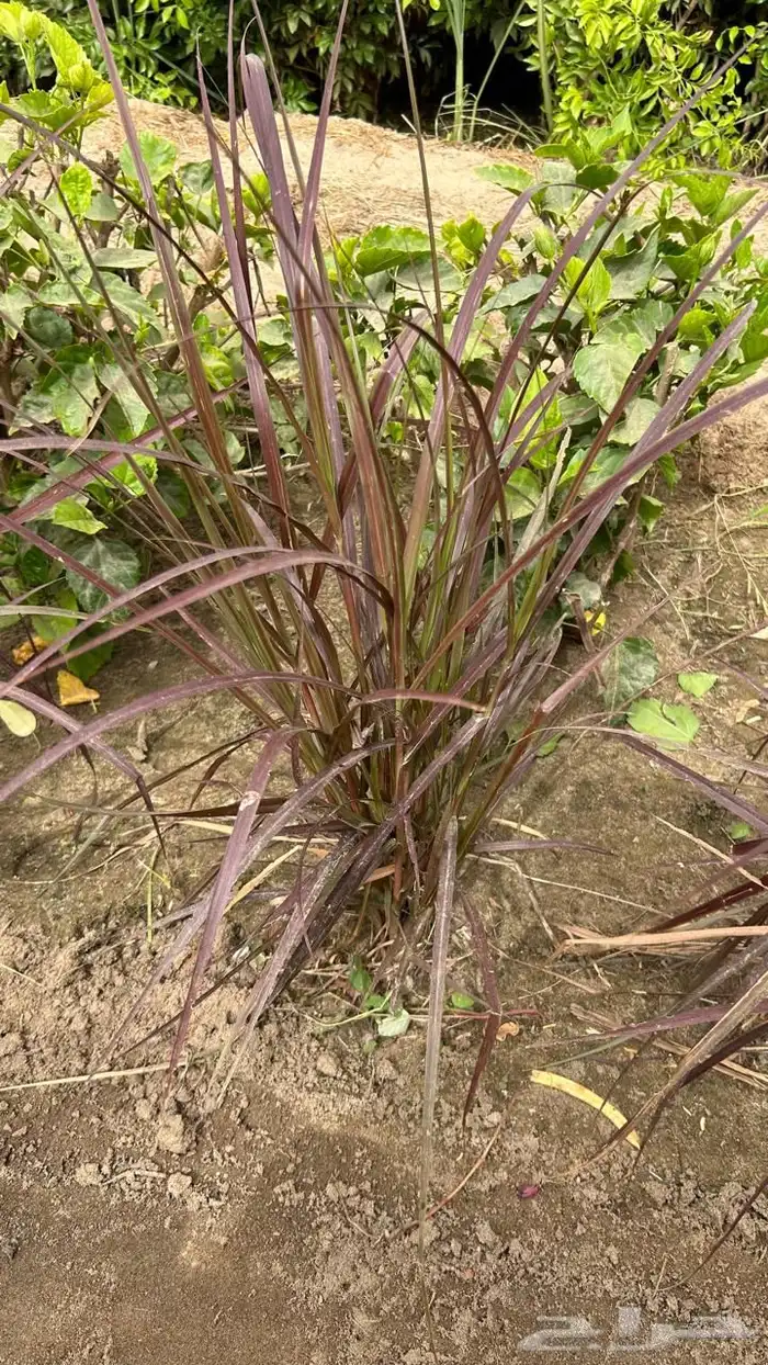 شتلات وأشجار بسعر الجملة 11