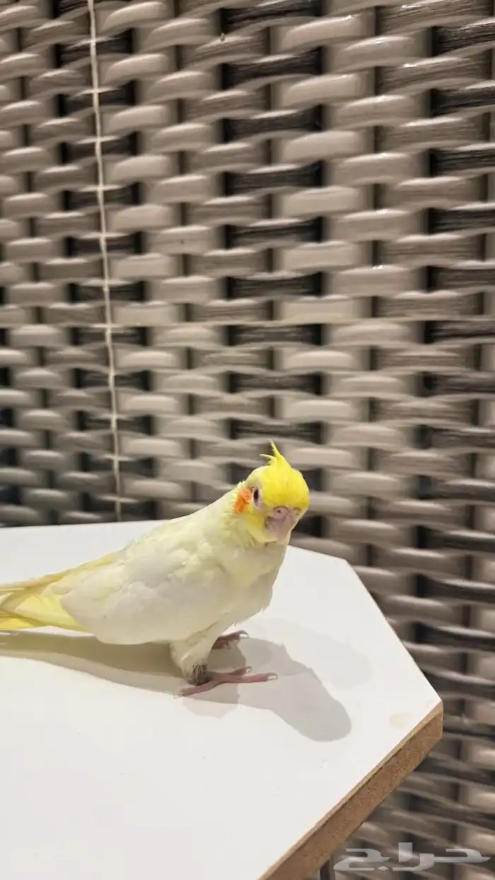 فرخ كروان لاتينو 1