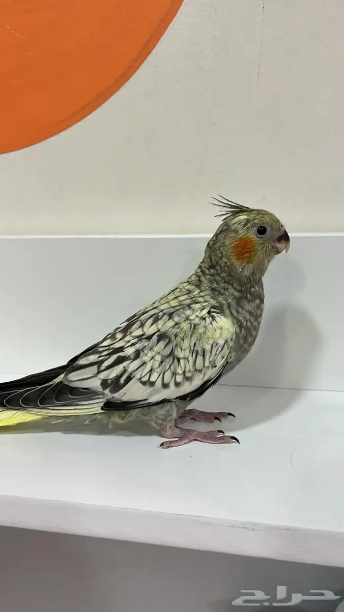 كروان تربيه لون فراشه قريب ياكل لحاله 0