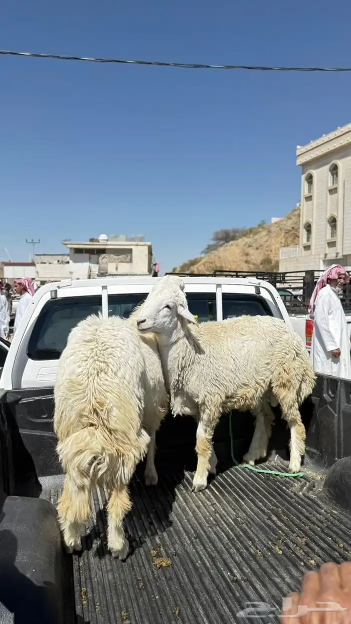 طليان للبيع جذعان 3