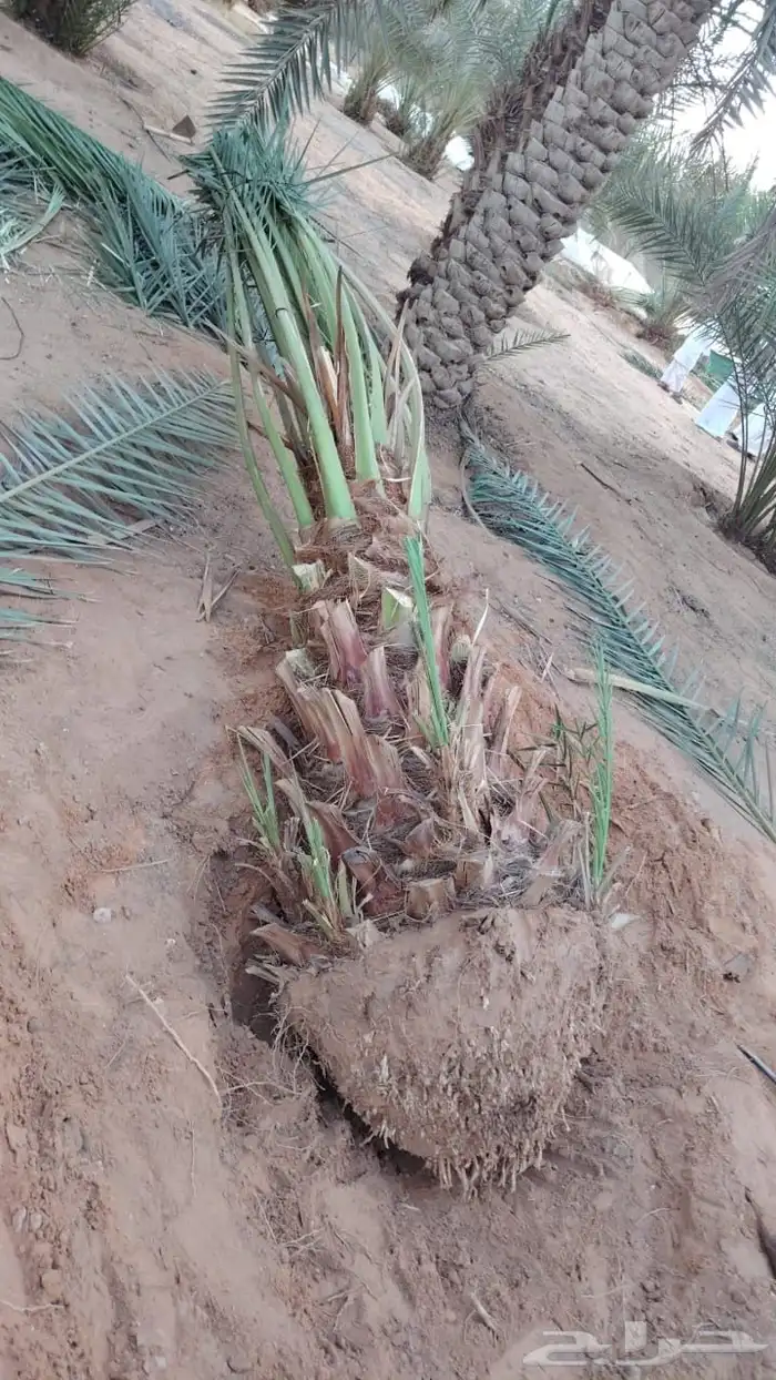 نخيل منتج للبيع فاخر يوجد توصيل 0