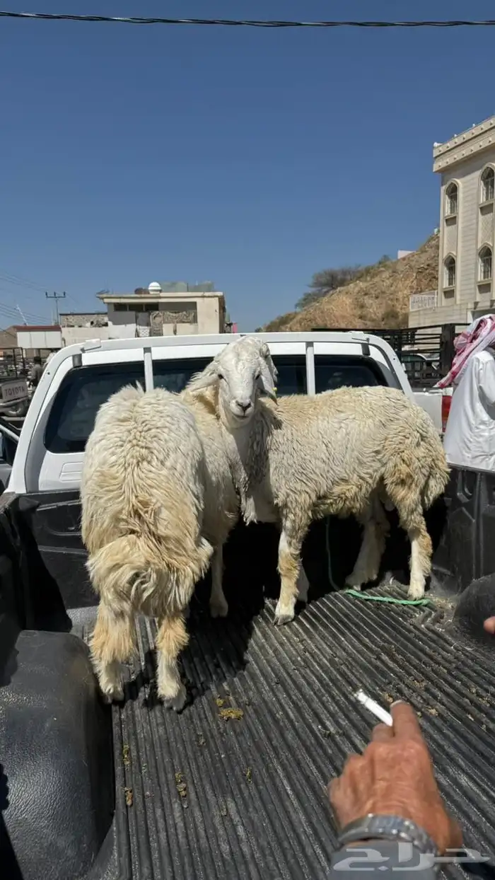 طليان للبيع جذعان 2