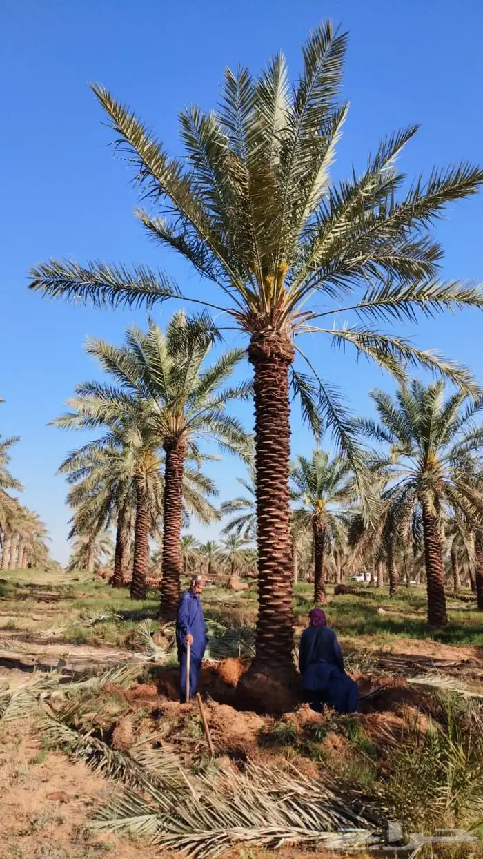 نخل واشنطني ونخل عربي وزيتون 2