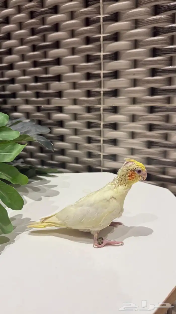 فرخ كروان لاتينو 2