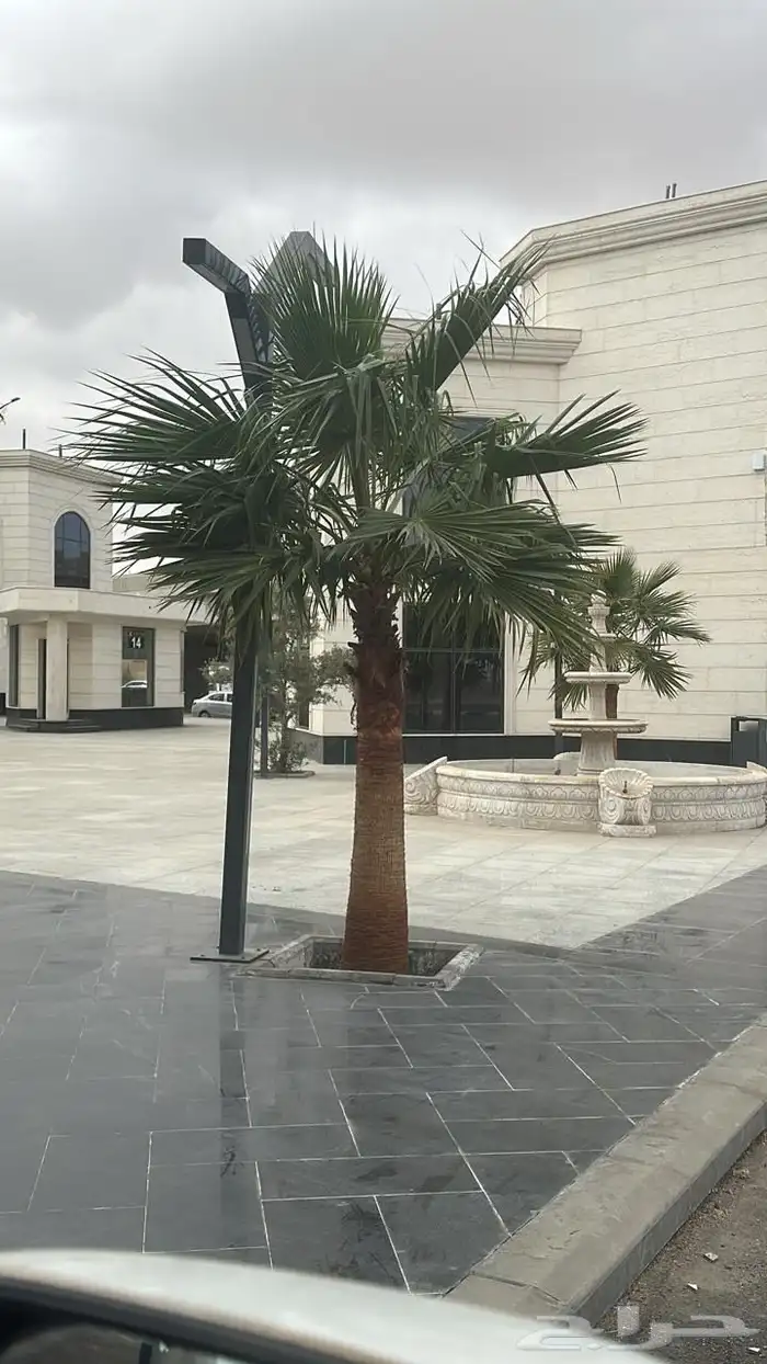 نخل واشنطني ونخل عربي وزيتون 1