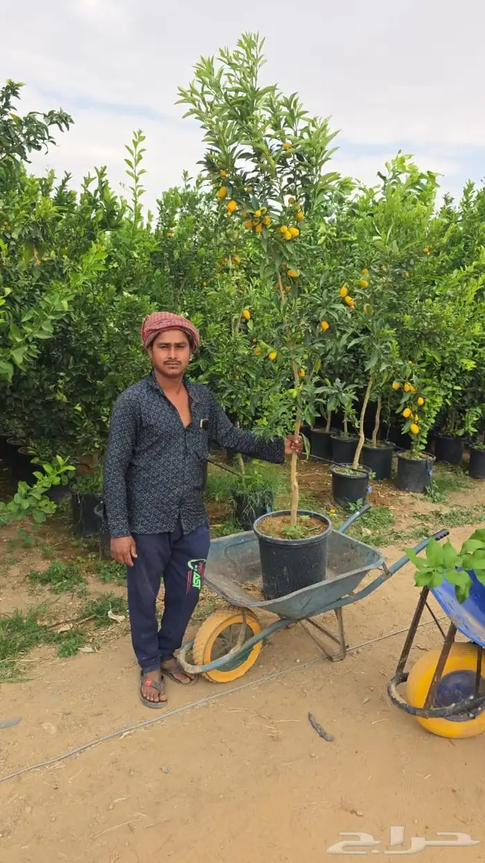 اشجار وشتلات كبيرة الحجم (ظل وزينة وبرية ) معا التوصيل 11