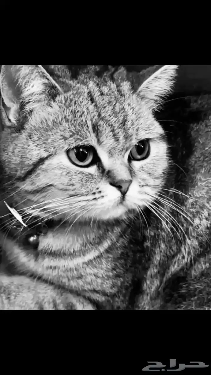 قطه للتبني 1