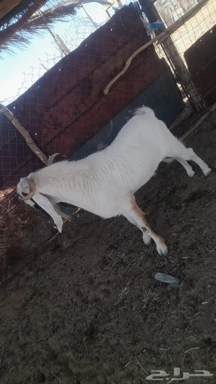 للبيع تيس 1