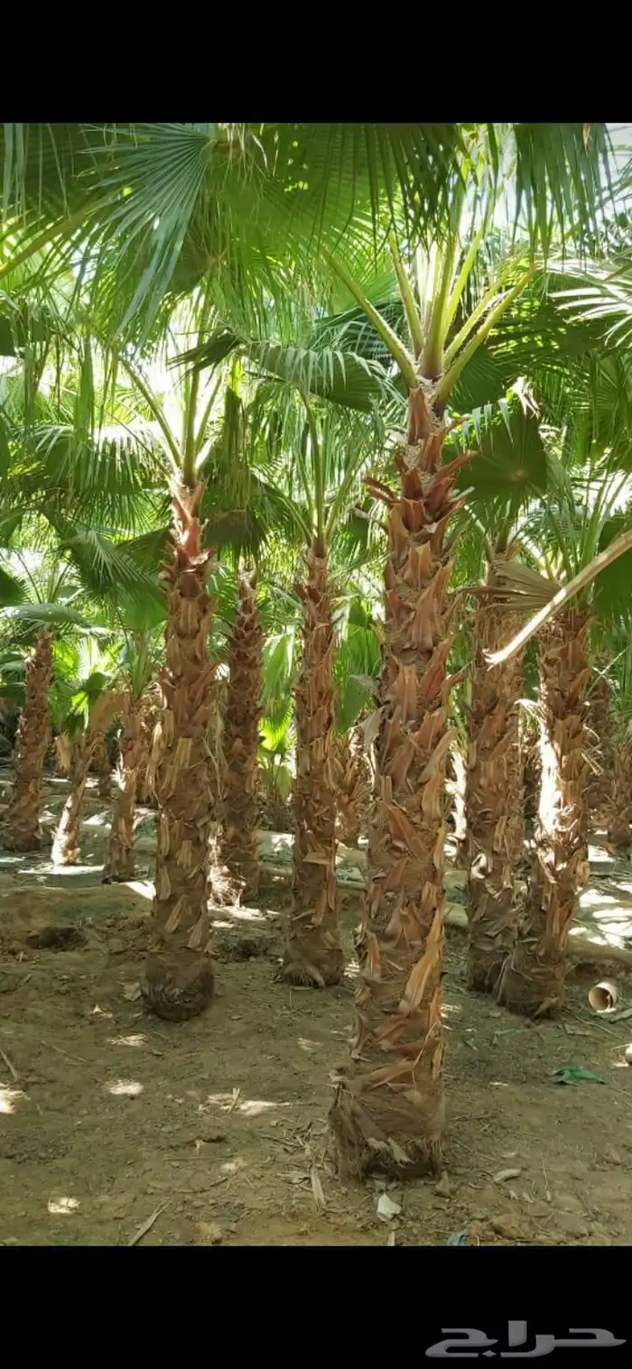 نخل واشنطن أمريكي ونخل عربي مثمر 1