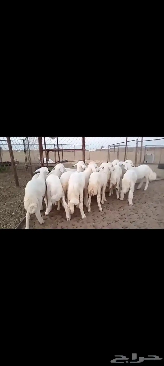 النوع بهم حري تربيه شعره بيض وطرف   العدد 16 3