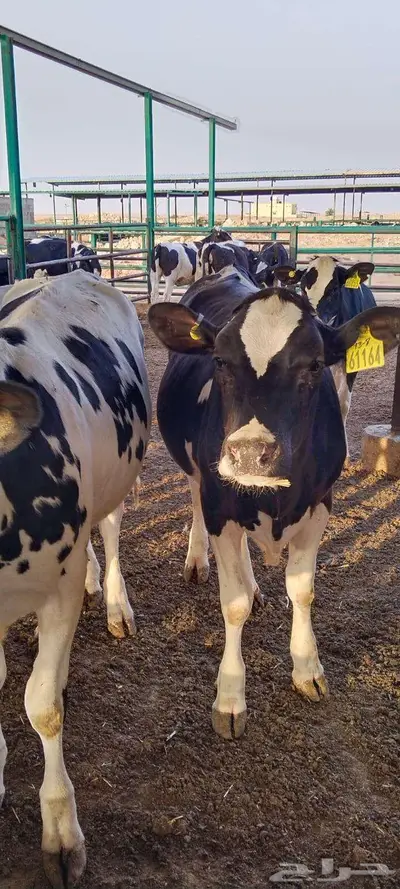 متوفر عجول هولندى 0