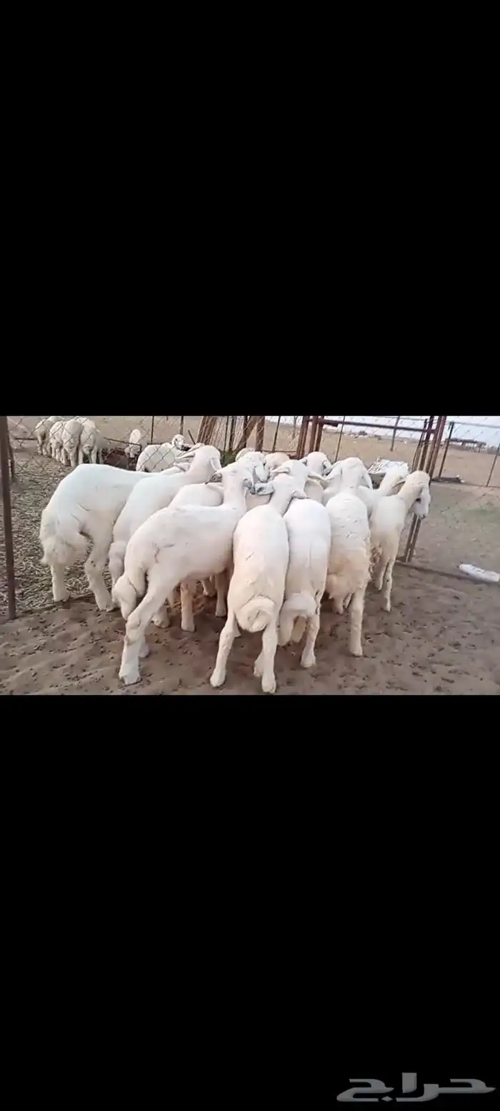 النوع بهم حري تربيه شعره بيض وطرف   العدد 16 1