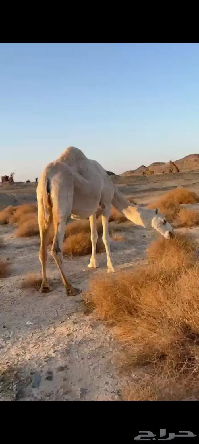 وضحا طيبه ملاقي 4