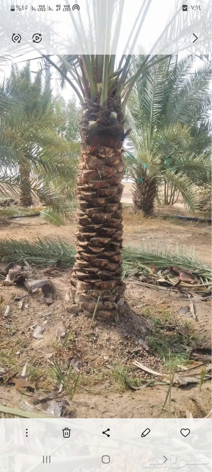 يوجد لدينا جميع انوع انخل عربي واشنطي 8