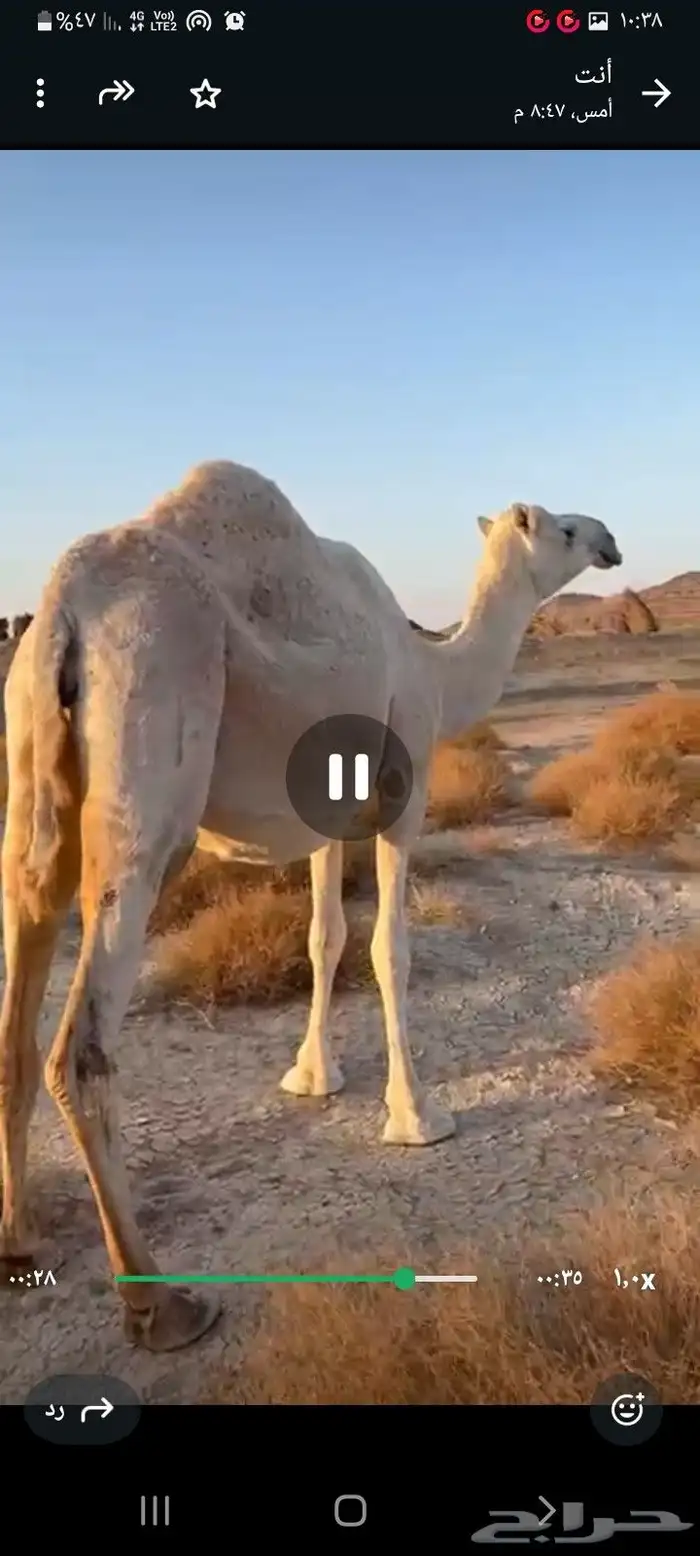 وضحا طيبه ملاقي 3